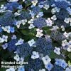 Hydrangea Serrata 'Magic Pillow' -Garden Glory Sales HYDR MAGICPILL S34979
