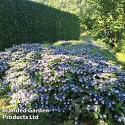 Hydrangea Serrata 'Magic Pillow' -Garden Glory Sales HYDR MAGICPILL S34980