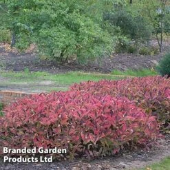 Hydrangea Serrata 'Magic Pillow' -Garden Glory Sales HYDR MAGICPILL S34981