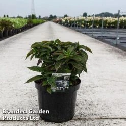 Hydrangea Serrata 'Magic Pillow' -Garden Glory Sales HYDR MAGICPILL S45818