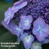 Hydrangea 'Endless Summer POP STAR' -Garden Glory Sales HYDR POPSTARBL S48094