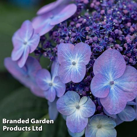 Hydrangea 'Endless Summer POP STAR' 3 Hydrangea 'Endless Summer POP STAR'