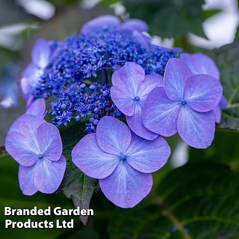 Hydrangea 'Endless Summer POP STAR' 4 Hydrangea 'Endless Summer POP STAR' - Image 2