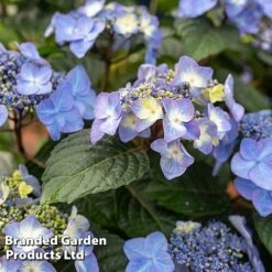 Hydrangea 'Endless Summer POP STAR' 11 Hydrangea 'Endless Summer POP STAR' -Garden Glory Sales HYDR POPSTARBL S48097