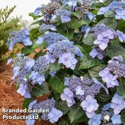 Hydrangea 'Endless Summer POP STAR' 12 Hydrangea 'Endless Summer POP STAR' -Garden Glory Sales HYDR POPSTARBL S48099