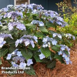 Hydrangea 'Endless Summer POP STAR' 13 Hydrangea 'Endless Summer POP STAR' -Garden Glory Sales HYDR POPSTARBL S48100