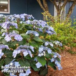 Hydrangea 'Endless Summer POP STAR' 14 Hydrangea 'Endless Summer POP STAR' -Garden Glory Sales HYDR POPSTARBL S48101