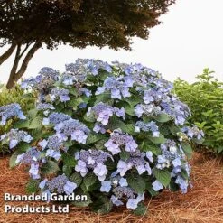 Hydrangea 'Endless Summer POP STAR' 15 Hydrangea 'Endless Summer POP STAR' -Garden Glory Sales HYDR POPSTARBL S48102