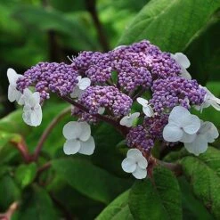Hydrangea Aspera 'Sargentiana' -Garden Glory Sales HYDR SARGENTIA S45790 NOW
