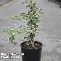 Hydrangea Anomala Petiolaris 'Silver Lining'