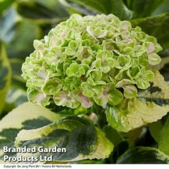 Hydrangea Macrophylla 'Sunshine Amy' -Garden Glory Sales HYDR SUNSHIAMY S44097