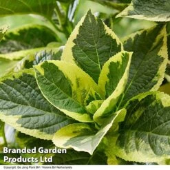 Hydrangea Macrophylla 'Sunshine Amy' -Garden Glory Sales HYDR SUNSHIAMY S44100