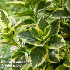 Hydrangea Macrophylla 'Sunshine Amy' -Garden Glory Sales HYDR SUNSHIAMY S44101