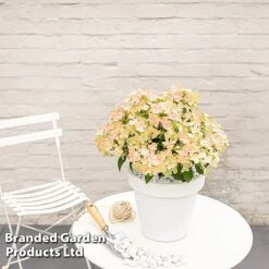 Hydrangea Paniculata 'Switch Ophelia' -Garden Glory Sales HYDR SWITCH S40976