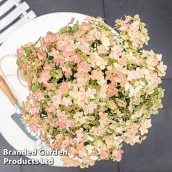 Hydrangea Paniculata 'Switch Ophelia' -Garden Glory Sales HYDR SWITCH S40977