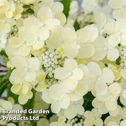 Hydrangea Paniculata 'Switch Ophelia' -Garden Glory Sales HYDR SWITCH S40979