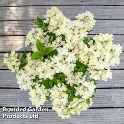 Hydrangea Paniculata 'Switch Ophelia' -Garden Glory Sales HYDR SWITCH S40980