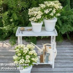 Hydrangea Paniculata 'Switch Ophelia' -Garden Glory Sales HYDR SWITCH S40981