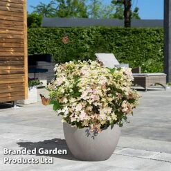 Hydrangea Paniculata 'Switch Ophelia' -Garden Glory Sales HYDR SWITCH S40982