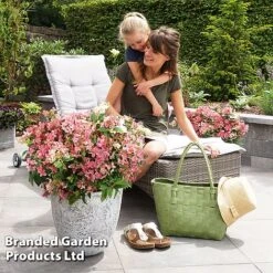 Hydrangea Paniculata 'Switch Ophelia' -Garden Glory Sales HYDR SWITCH S40983