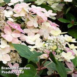 Hydrangea Paniculata 'Switch Ophelia' -Garden Glory Sales HYDR SWITCH S40985
