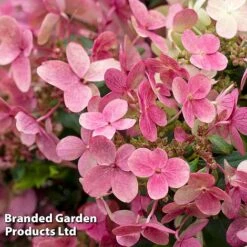 Hydrangea Paniculata 'Switch Ophelia' -Garden Glory Sales HYDR SWITCH S40986