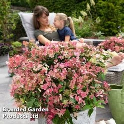 Hydrangea Paniculata 'Switch Ophelia' -Garden Glory Sales HYDR SWITCH S40991