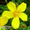 Hypericum Olympicum 'Citrinum' 2 Hypericum Olympicum 'Citrinum' -Garden Glory Sales HYPE KC9112 A