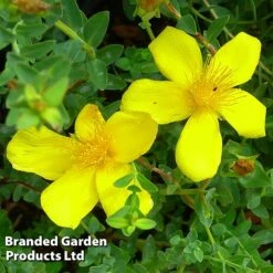 Hypericum Olympicum 'Citrinum' -Garden Glory Sales HYPE KC9112 B