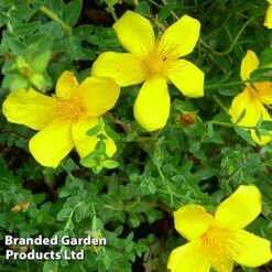 Hypericum Olympicum 'Citrinum' -Garden Glory Sales HYPE KC9112 C