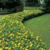 Hypericum Calycinum -Garden Glory Sales HYPE T64246 A h