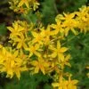 Hypericum Perforatum -Garden Glory Sales HYPE T64248 A h