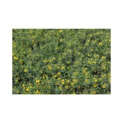 Hypericum Kalmianum 'Blue Velvet' -Garden Glory Sales HYPE T66261 A h