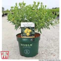 Hypericum Kalmianum 'Blue Velvet' -Garden Glory Sales HYPE T66261 C