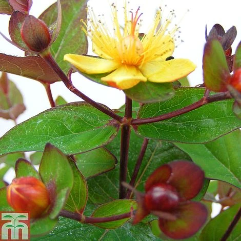 Hypericum 'Magical Red Flame' 3 Hypericum 'Magical Red Flame'