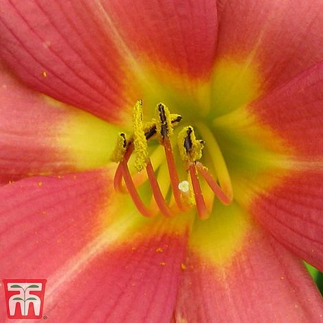 Hemerocallis 'Pink Damask' 4 Hemerocallis 'Pink Damask' - Image 2