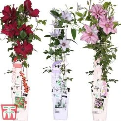 Clematis Patio Collection 16 Clematis Patio Collection -Garden Glory Sales How supplied