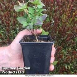 Garden Glory Sales -Garden Glory Sales How your pot is supplied