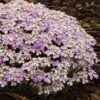 Iberis Gibraltarica 2 Iberis Gibraltarica -Garden Glory Sales IBER T64260 A h