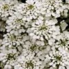 Iberis Sempervirens 2 Iberis Sempervirens -Garden Glory Sales IBER T64262 A h