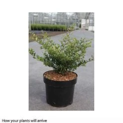 Holly 'Stokes' 9 Holly 'Stokes' -Garden Glory Sales ILEX T66265 A h
