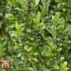 Holly 'Stokes' -Garden Glory Sales ILEX T66265 B