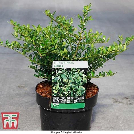 Holly 'Stokes' 5 Holly 'Stokes' - Image 3