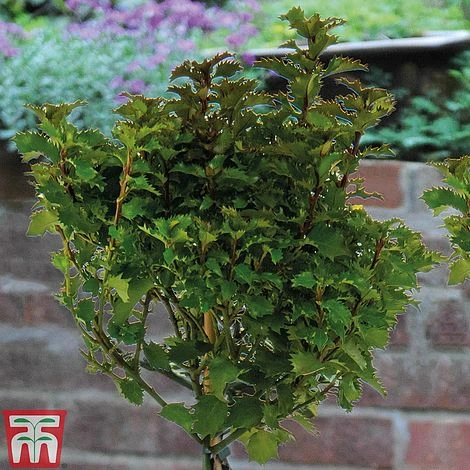 Ilex 'Little Rascal' 4 Ilex 'Little Rascal' - Image 2
