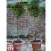 Ilex 'Little Rascal' -Garden Glory Sales ILEX kb2728 C