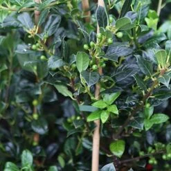 Ilex Aquifolium 'J.C. Van Tol' -Garden Glory Sales ILEX JCVANTOL S45845 NOW
