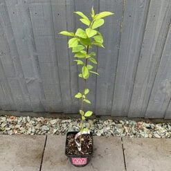 Bird Cherry Tree (Prunus Padus) Grown By Cotswold Trees -Garden Glory Sales IMG 2382 160523