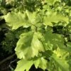 Wild Service Tree (Sorbus Torminalis) Grown By Cotswold Trees -Garden Glory Sales IMG 2474 160523