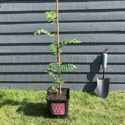 Rowan Tree (Sorbus Aucuparia) Grown By Cotswold Trees -Garden Glory Sales IMG 6925
