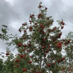 Rowan Tree (Sorbus Aucuparia) Grown By Cotswold Trees -Garden Glory Sales IMG 7250